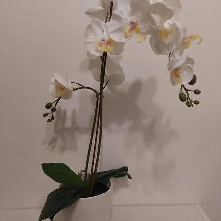 בית הארחה Dodo's House