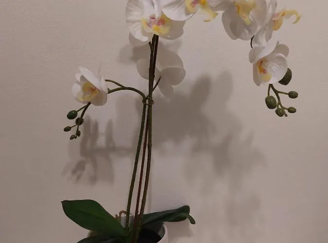 Pensjonat Dodo's House